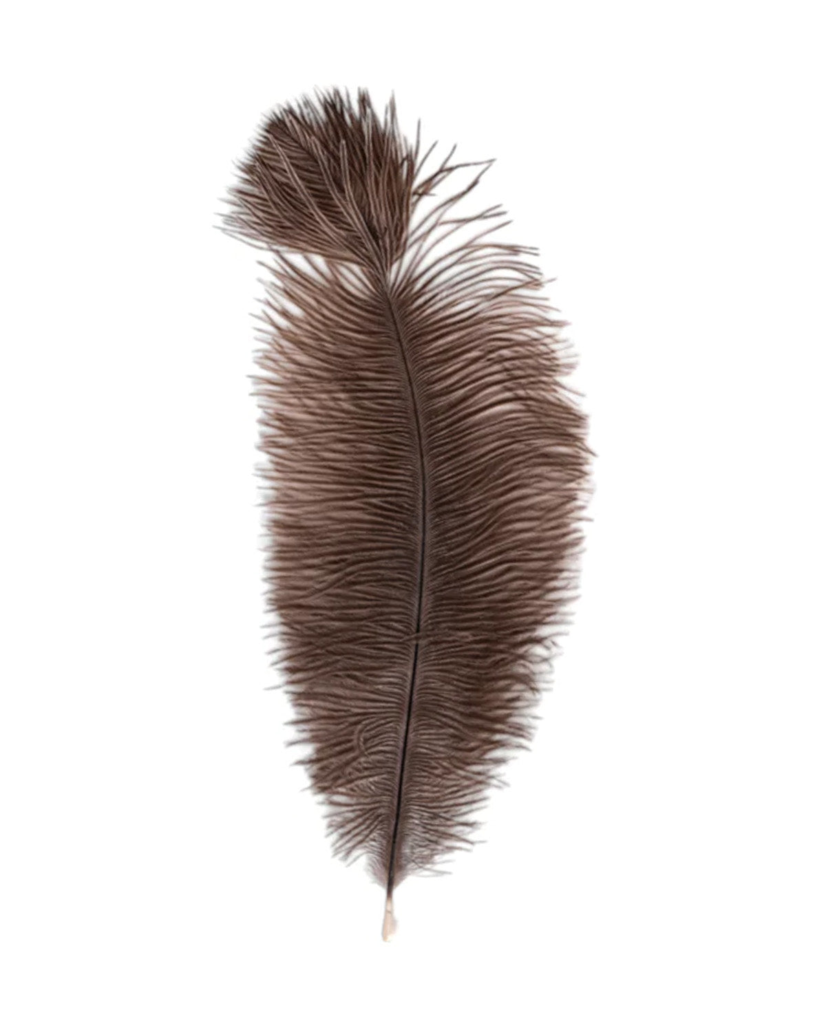 Buy bird feathers – Skullstore GmbH