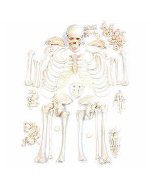 Unmontierte menschliches Skelettmodell