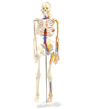 Skelett mit Nerven und Gefässen