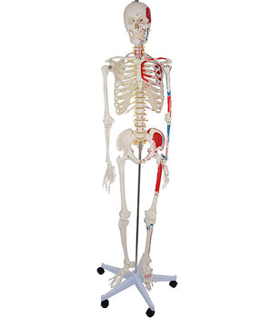 Skelett „Roli“ mit Ansätze/Ursprünge der Muskeln