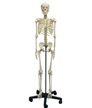 Skelettmodell I
