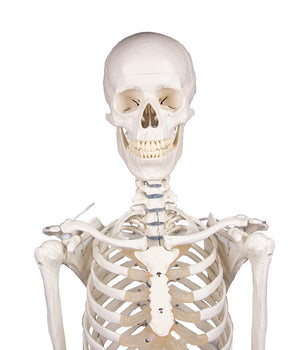 Skelett „Willi“