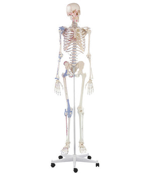 Skelett „Bert“ mit Muskelmarkierungen und Bandapparat