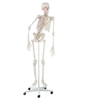 Skelett „Peter“, beweglich, mit Muskelmarkierungen