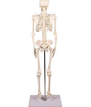 Miniatur-Skelett II