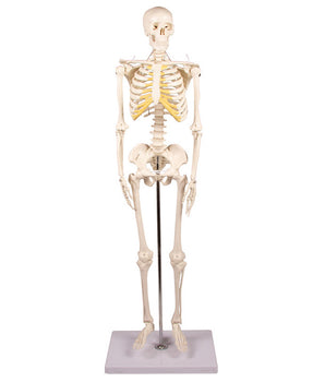 Miniatur-Skelett II