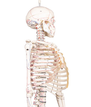 Miniatur-Skelett mit Muskelmarkierungen