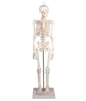 Miniatur-Skelett mit Muskelmarkierungen