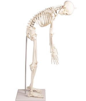 Miniatur-Skelett mit beweglicher Wirbelsäule