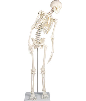 Miniatur-Skelett mit beweglicher Wirbelsäule