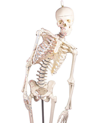 90cm Halloween Skelett Dekoration - Bewegliche Gruselfigur Für Garten Und Party