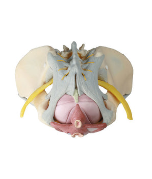 Weibliches Beckenmodell mit Bandapparat, Nerven und Beckenboden