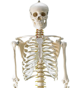 Skelett „Martin“
