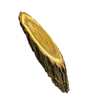 Hornboard Acacia Wedge-shaped