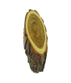 Hornboard Acacia Wedge-shaped