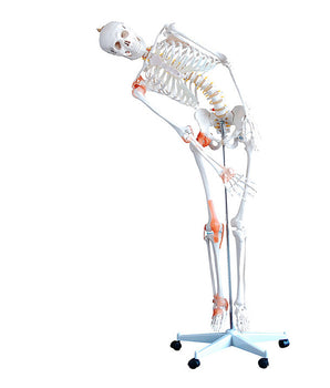 Skelett „Bruno“ beweglich, mit flexibler Wirbelsäule