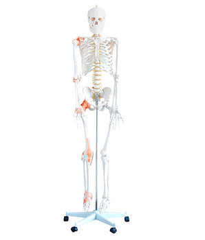 Skelett „Bruno“ beweglich, mit flexibler Wirbelsäule