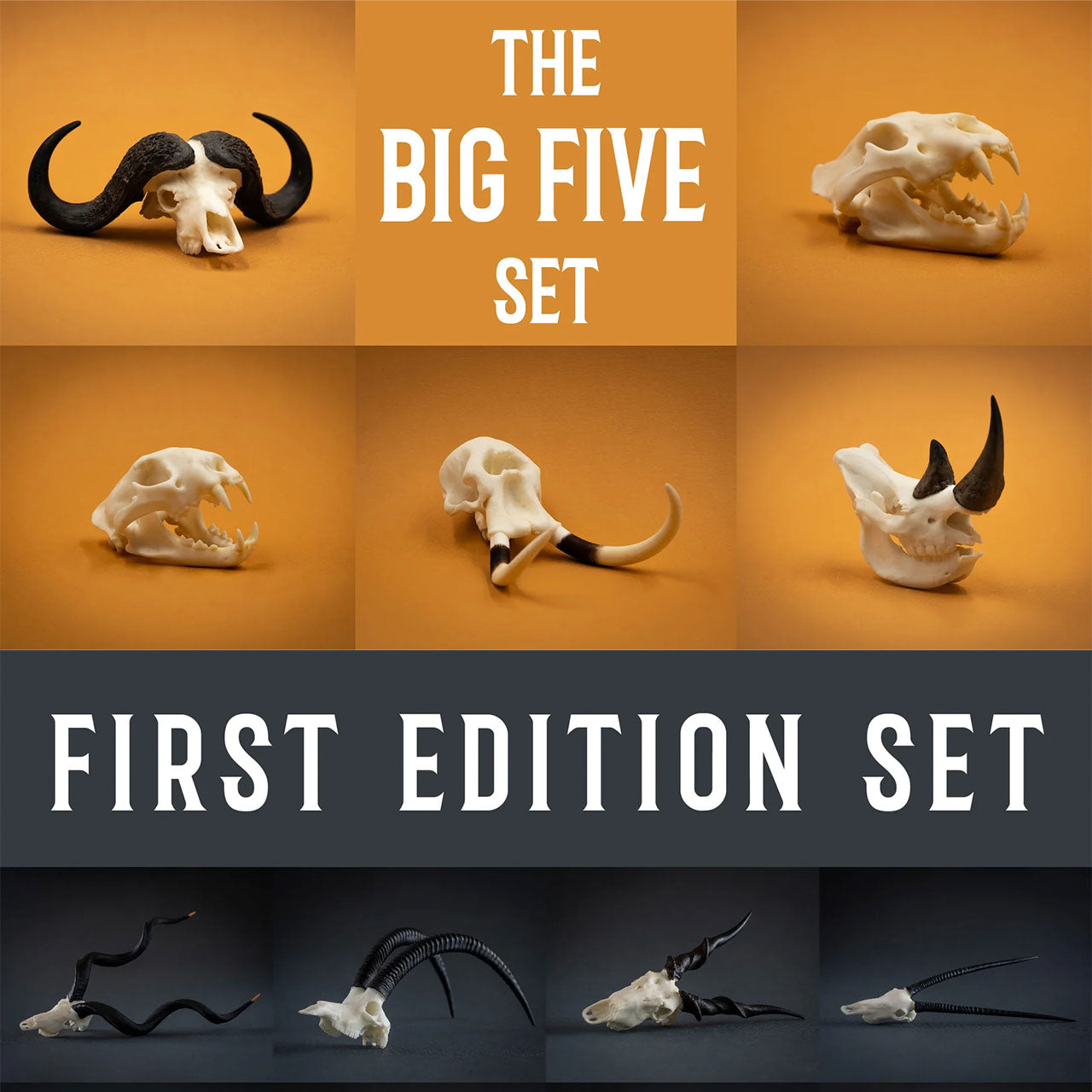 Skullies big 5 und First Edition