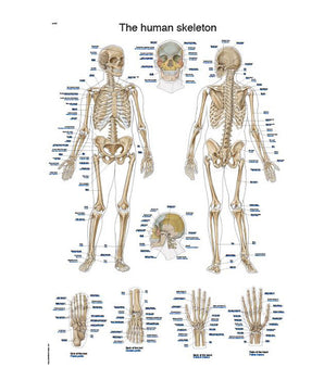 Lehrtafel "The human skeleton", 50x70cm